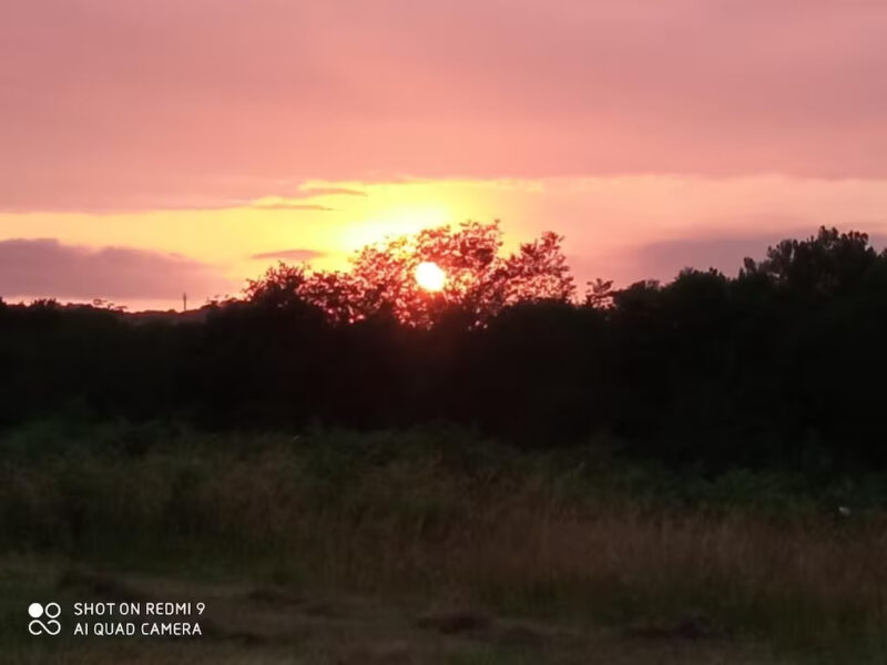 | Dîner &Nuit romantique au cœur de la forêt sauvage / |