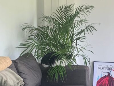 Appartement T3 agréable - proche gare Lyon Part-Dieu